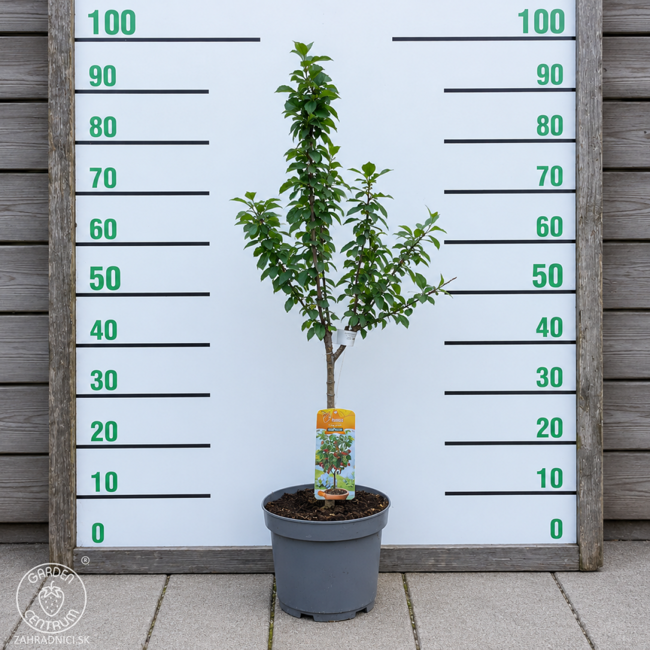 Obrázok Mini višňa nízkokmenná (Prunus cerasus) ´PIEMONT´ - skorá, výška: 60-90 cm, kont. C5L